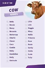 A Controversial Name: the Cow Named After a Racial Slur
