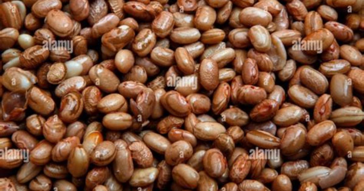 All About Pinto Bean Scientific Name - in-Depth Guide