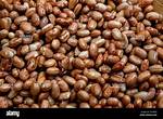 All About Pinto Bean Scientific Name - in-Depth Guide