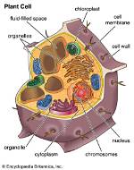 All You Need to Know About Vacuoles in Animal Cells