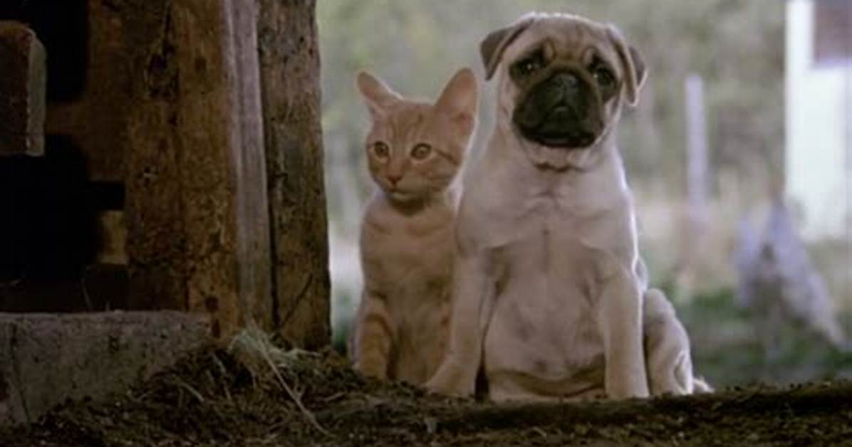 Animal Abuse in "Milo and Otis"