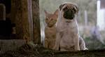 Animal Abuse in "Milo and Otis"