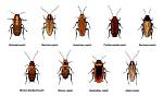 Are There Roaches in Italy? Roaches in Italy: Revealed!