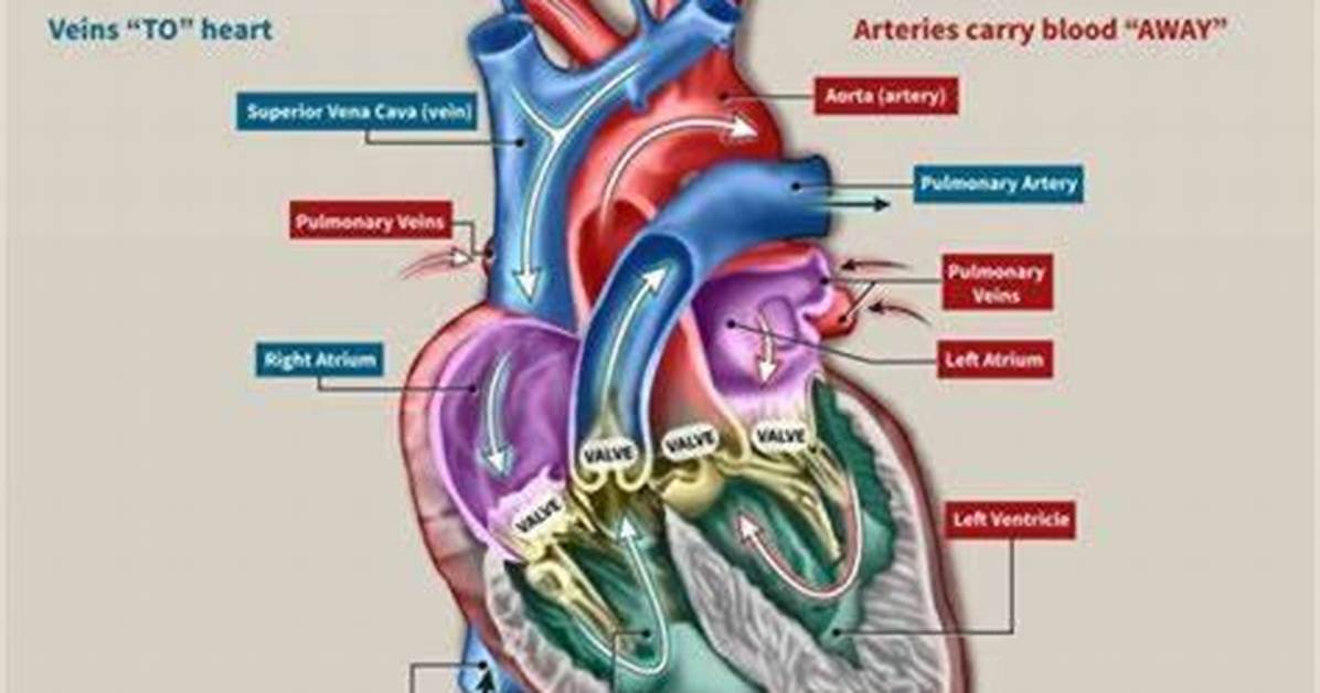 Arteries: Vessels That Carry Life Away from the Heart