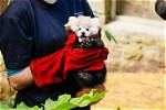Can You Bring Home Red Pandas as Exotic Pets?