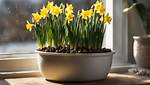 Can You Plant Daffodils in January: a Guide to Winter Daffodil Planting