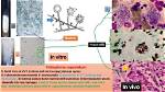 Characteristics of Histoplasma Capsulatum Include
