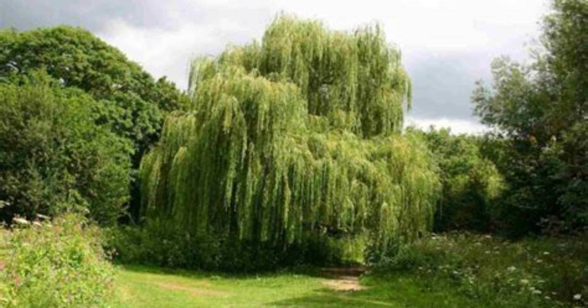 Complete Guide to Willow Farming in Old School Runescape