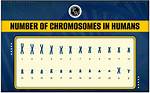 Complete Guide: Unveiling the Number of Chromosomes in Human Body Cells