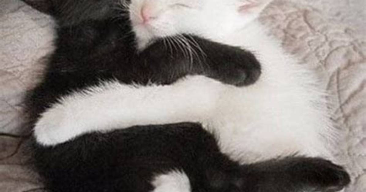 Cuddle up with the Best Cuddle Memes