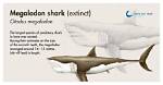 Did Nasa Discover a Cryogenically Preserved Megalodon?