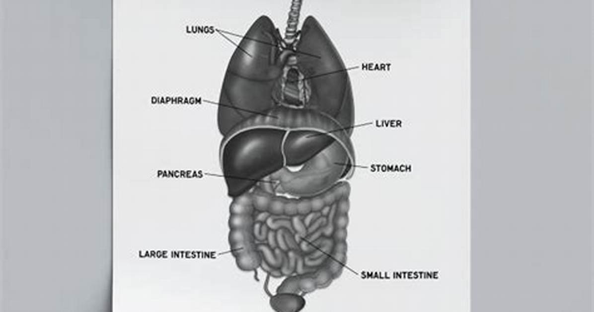 Discover the Anatomy of Organs Found in the Posterior Region