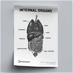 Discover the Anatomy of Organs Found in the Posterior Region