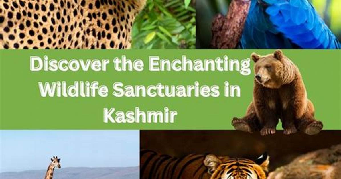 Discover the Enchanting World of Wildlife and Nature Photography