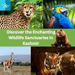 Discover the Enchanting World of Wildlife and Nature Photography