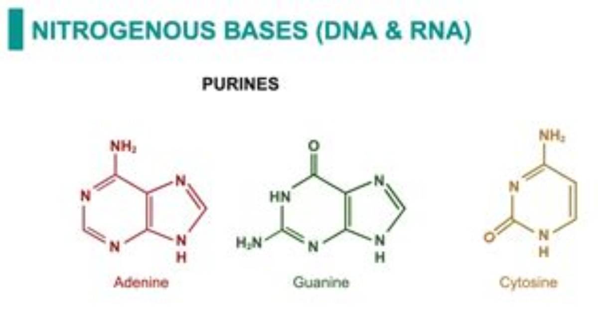 Discover the Fundamentals of Nitrogenous Bases: the Building Blocks of Life