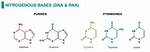 Discover the Fundamentals of Nitrogenous Bases: the Building Blocks of Life