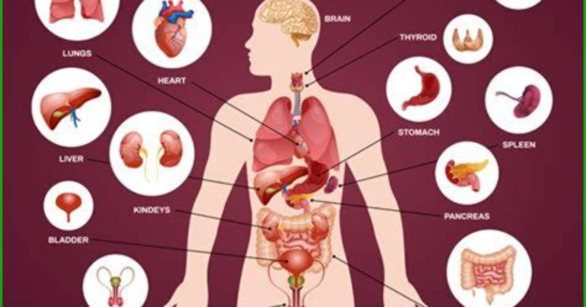 Discover the Largest Internal Organ in Your Body: Unraveling the Secrets of Your Liver