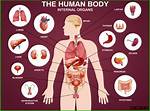 Discover the Largest Internal Organ in Your Body: Unraveling the Secrets of Your Liver