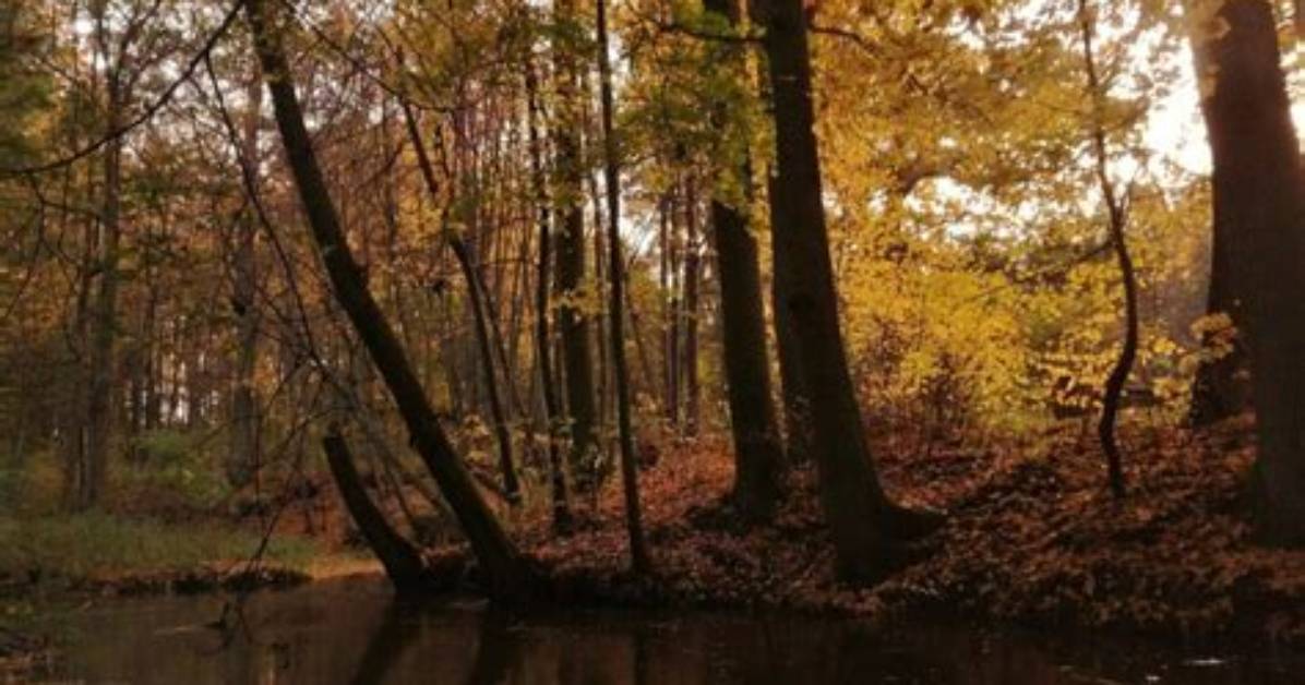 Discover the Unique Climates of Deciduous Forests