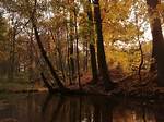 Discover the Unique Climates of Deciduous Forests