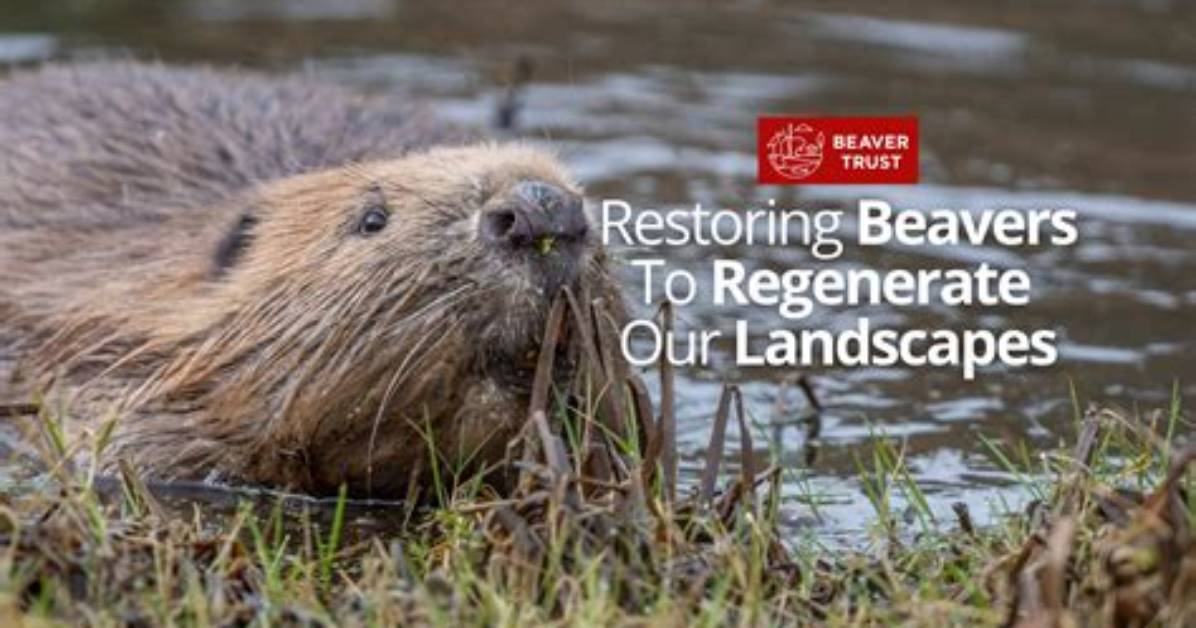 Discover the Unique Moniker: Beaver's Nickname