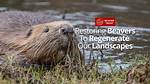 Discover the Unique Moniker: Beaver's Nickname