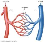 Discover: Veins the Vessels That Carry Blood Away from the Heart