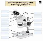 Dissecting Microscopes: the Ultimate Guide for Scientists and Students