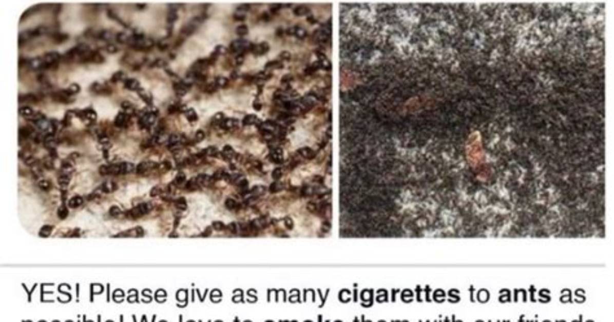 Do Ants Smoke Cigarettes? Meme – Are They Attracted to Weed?