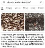 Do Ants Smoke Cigarettes? Meme – Are They Attracted to Weed?