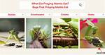 Do Praying Mantis Eat Japanese Beetles?