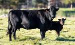 Does Angus Have a Gf? Who Is Star Angus Clouds Girlfriend?