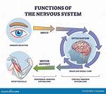 Essential Functions of the Central Nervous System: the Master Control Center