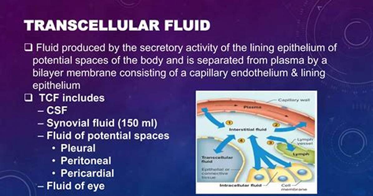 Exploring the Essence of Transcellular Fluid: a Comprehensive Guide