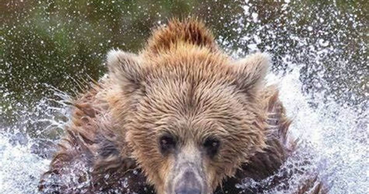 Find Your Wildlife Romance: Exploring "Love in the Wild" with Skip and Theresa