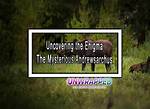 Godfrey's Wife: Uncovering the Enigma
