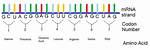 Guide: Mrna Sequence to Amino Acid Sequence