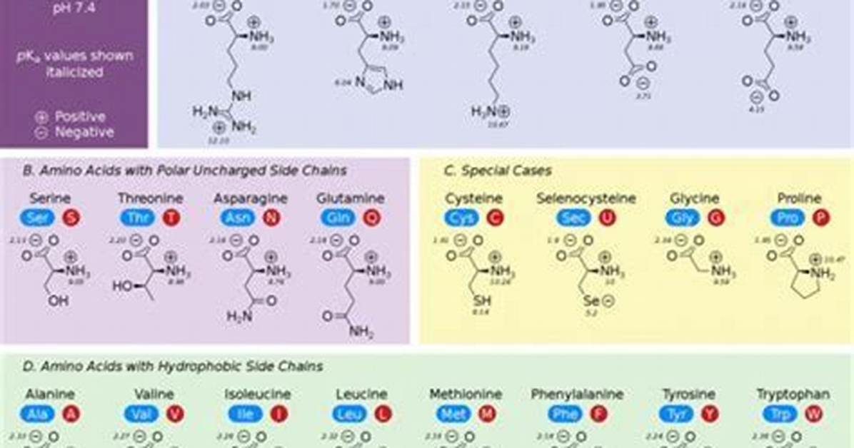 Guide to Amino Acid Polarity: Understanding the Basics