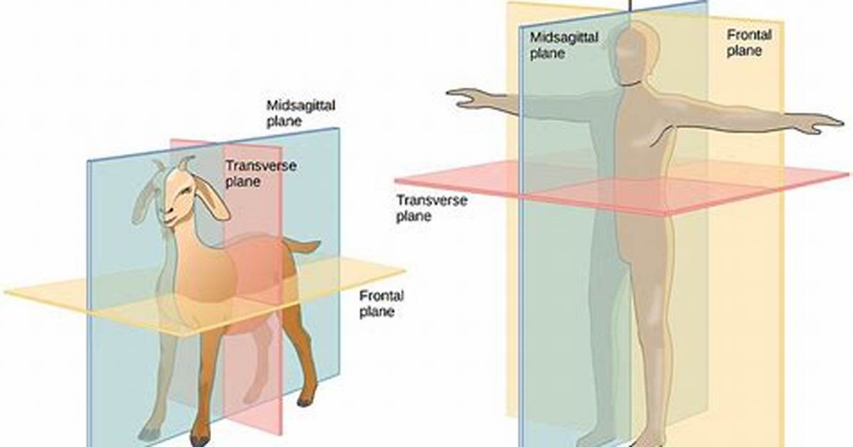 Guide to Sagittal and Midsagittal Planes for Optimal Understanding