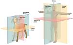 Guide to Sagittal and Midsagittal Planes for Optimal Understanding