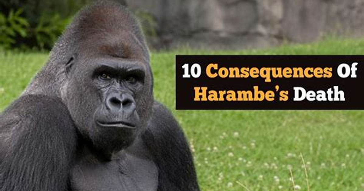 Harambe's Tragic Demise: the Aftermath