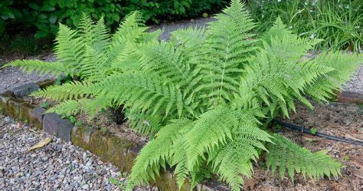 How Does the Lady Fern Adapt to the Deciduous Forest