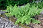 How Does the Lady Fern Adapt to the Deciduous Forest