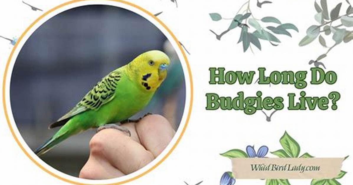 How Long Do Budgies Live: a Comprehensive Guide to Lifespans