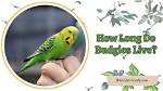How Long Do Budgies Live: a Comprehensive Guide to Lifespans