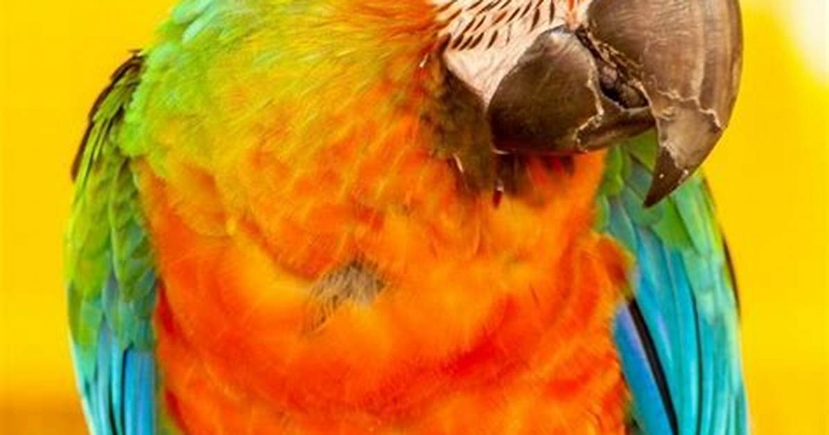 How Much Are Parrots at Petco