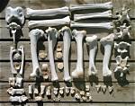 How to Preserve Animal Bones