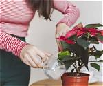How to Water Poinsettias