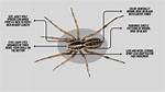 Identify the Appearance of Wolf Spiders: a Visual Guide
